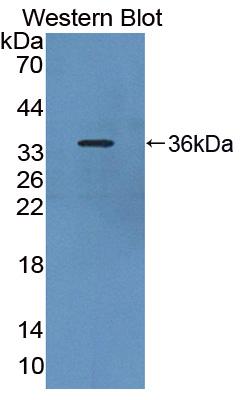 Polyclonal Antibody to Phosphodiesterase 4B, cAMP Specific (PDE4B)