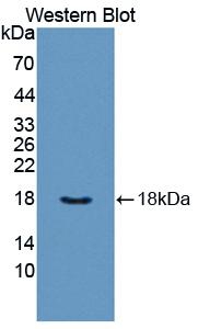 Biotin-Linked Polyclonal Antibody to Peroxiredoxin 5 (PRDX5)