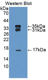 Polyclonal Antibody to Peroxiredoxin 6 (PRDX6)