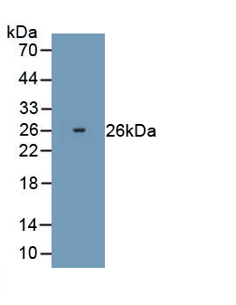 Polyclonal Antibody to Peroxiredoxin 2 (PRDX2)