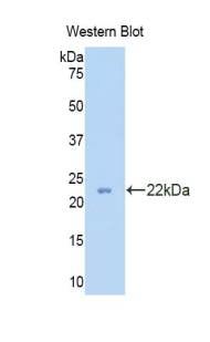 Polyclonal Antibody to Peroxiredoxin 2 (PRDX2)