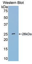 Polyclonal Antibody to Secreted Frizzled Related Protein 4 (SFRP4)