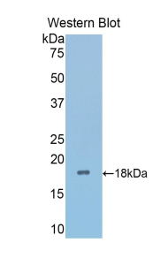 PAF878Ra01.jpg