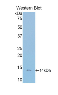 Polyclonal Antibody to Secreted Frizzled Related Protein 4 (SFRP4)