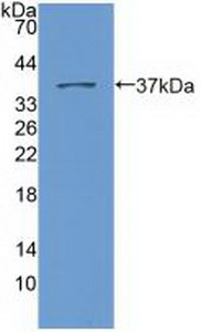 Polyclonal Antibody to Nesprin 2 (Nesp2)