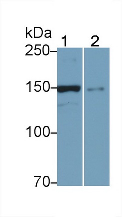 Polyclonal Antibody to Utrophin (UTRN)