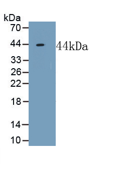 Polyclonal Antibody to Neuropeptide FF (NPFF)