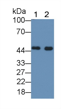 Polyclonal Antibody to Heat Shock 40kDa Protein 4 (HSPF4)