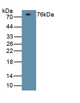 Polyclonal Antibody to Discs, Large Homolog 4 (DLG4)