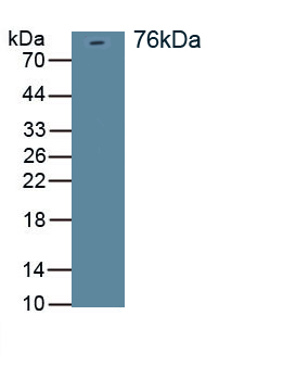 Polyclonal Antibody to Discs, Large Homolog 4 (DLG4)