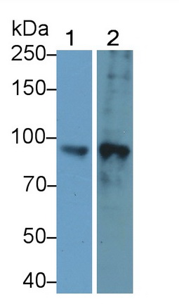 Polyclonal Antibody to Forkhead Box Protein P2 (FOXP2)