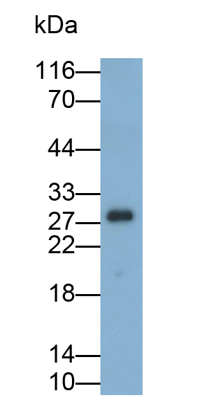 Polyclonal Antibody to Proteasome Subunit Alpha Type 5 (PSMa5)