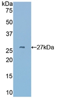 Polyclonal Antibody to Cysteine Rich Protein, Angiogenic Inducer 61 (CYR61)