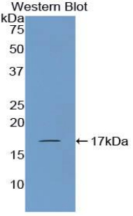 Polyclonal Antibody to Corin (CRN)