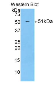 Polyclonal Antibody to Channel Activating Protease 1 (CAP1)
