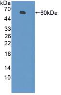 Polyclonal Antibody to Pregnancy Zone Protein (PZP)