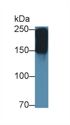 Polyclonal Antibody to Pregnancy Zone Protein (PZP)