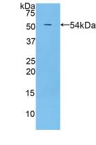 Polyclonal Antibody to Pregnancy Zone Protein (PZP)