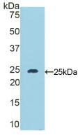 PAG435Mu01.jpg