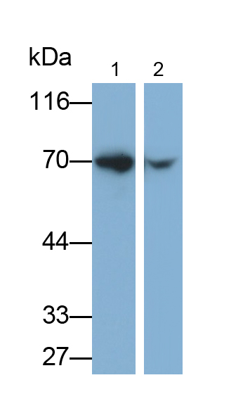 Polyclonal Antibody to Histidine Decarboxylase (HDC)