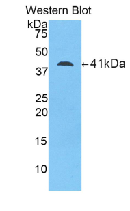 Polyclonal Antibody to Lipocalin 12 (LCN12)