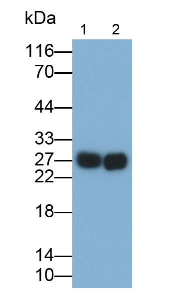 Polyclonal Antibody to Steroidogenic Acute Regulatory Protein (STAR)