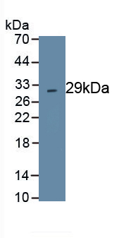 PAG515Hu02.jpg