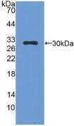 Polyclonal Antibody to Chymase 1, Mast Cell (CMA1)