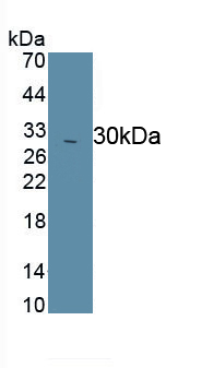 Polyclonal Antibody to Chymase 1, Mast Cell (CMA1)