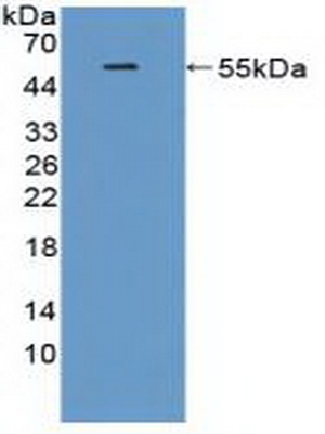 Polyclonal Antibody to Triggering Receptor Expressed On Myeloid Cells 2 (TREM2)