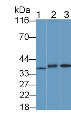 Polyclonal Antibody to G Protein Coupled Receptor 35 (GPR35)