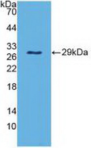 Polyclonal Antibody to Polyamine Oxidase (PAOX)