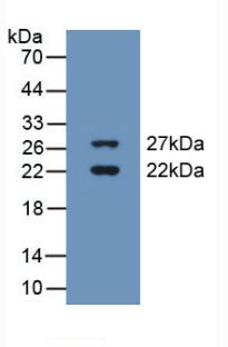 Polyclonal Antibody to Cold Inducible RNA Binding Protein (CIRBP)