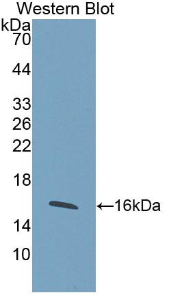 Polyclonal Antibody to WNT1 Inducible Signaling Pathway Protein 1 (WISP1)