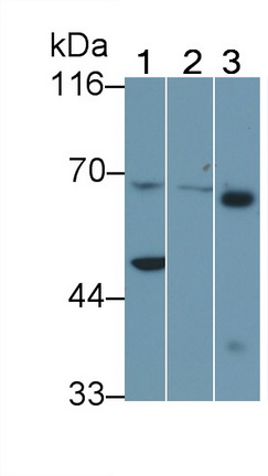 Polyclonal Antibody to Uromodulin (UMOD)