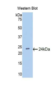 Polyclonal Antibody to Interferon Alpha 5 (IFNa5)