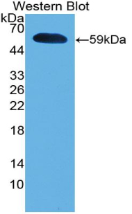 Polyclonal Antibody to Interferon Alpha 5 (IFNa5)