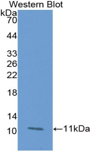 Polyclonal Antibody to Glutaredoxin (GLRX)