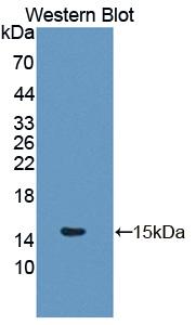 Polyclonal Antibody to Glutaredoxin (GLRX)