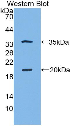 Biotin-Linked Polyclonal Antibody to Serine Peptidase Inhibitor Kazal Type 5 (SPINK5)
