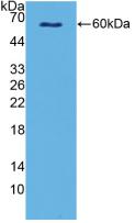 Polyclonal Antibody to Serine Peptidase Inhibitor Kazal Type 5 (SPINK5)