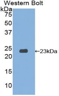 Polyclonal Antibody to Signaling Threshold Regulating Transmembrane Adaptor 1 (SIT1)