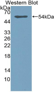 Biotin-Linked Polyclonal Antibody to Sialic Acid Acetylesterase (SIAE)