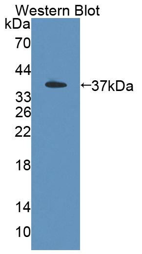 Polyclonal Antibody to Pregnancy Specific Beta-1-Glycoprotein 2 (PSG2)