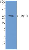 Polyclonal Antibody to Prenylcysteine Oxidase 1 (PCYOX1)