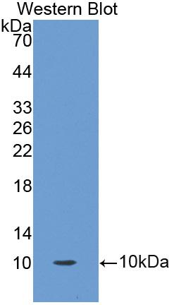 Polyclonal Antibody to Oncomodulin (OCM)