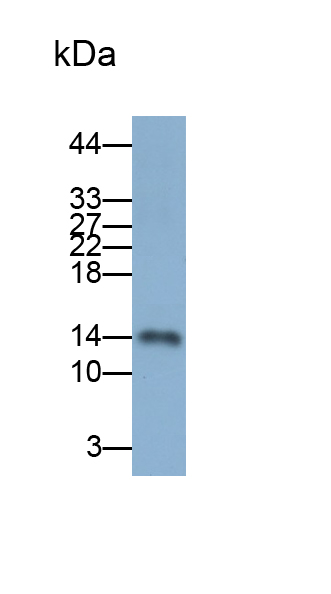 Polyclonal Antibody to Oncomodulin (OCM)