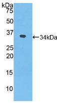 Polyclonal Antibody to Nucleoredoxin (NXN)
