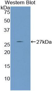 Polyclonal Antibody to Nephronectin (NPNT)