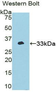 Polyclonal Antibody to Never In Mitosis Gene A Related Kinase 2 (NEK2)